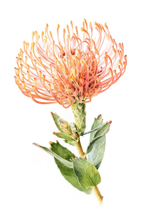 Леукоспермум (лат. Leucospermum) Protea Art, Protea Flower, Australian Flowers, Australian Native Flowers, Australian Plants, Australian Flora, Botanical Tattoo, Botanical Painting, Botanical Watercolor