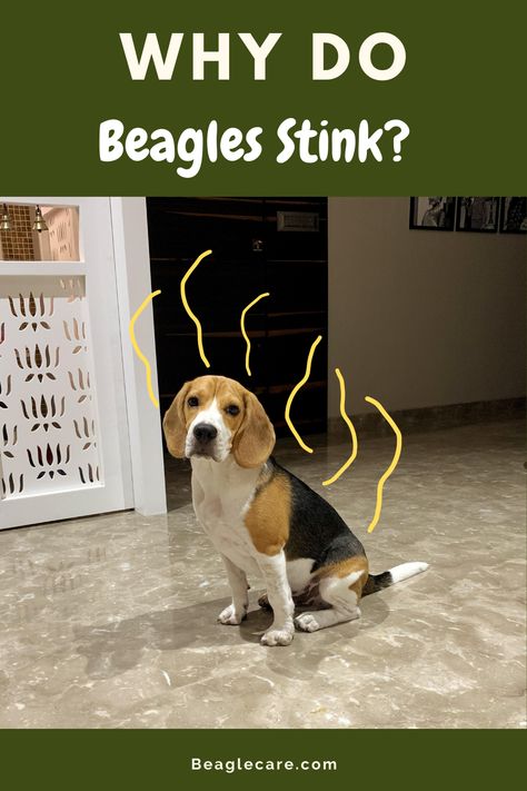 Cute Beagle Puppies, Beagle Puppies, Beagle Dog Puppies, Types Of Beagles, Beagle Dog Facts, Beagle Facts, Dog Illnesses, Beagle Funny, Beagle Hound