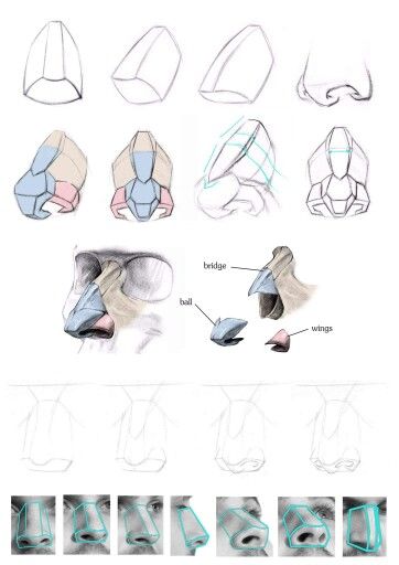 6 Nose Cartilage Anatomy, Planes Of The Nose, Proko Nose, Nose Construction, Portrait Drawing Tips, Head Anatomy, Face Anatomy, 얼굴 드로잉, Nose Drawing