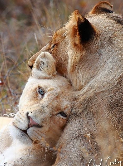 Photo of the Day White lions of the Timbavati Morning Drive (Shadrack, Marka, Grant and Chad) 3 x lions (Sohebele males) – Peru, ... Love In Snow, Benefits Of Coffee, Morning Drive, White Lions, Lion Love, Coffee Makers, Wildlife Photos, Photo Of The Day, Tea Lovers