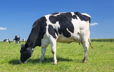 Cow grazing on a green meadow Free Photo | Free Photo #Freepik #freephoto #green #nature #animal #farm Cow Grazing, Grazing Cow, Cow Liver, Jersey Cow, Green Meadow, Holstein Cows, Farm Photography, Cow Pictures, Grassy Field