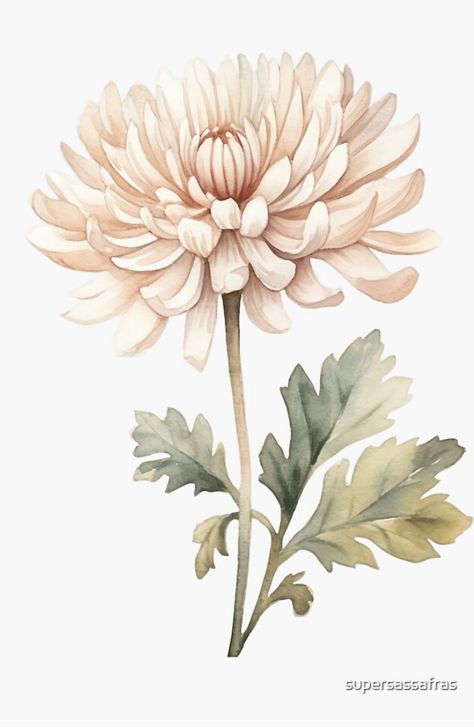 A watercolor design for the chrysanthemum flower Chrysanthemum Flower Drawing, Crisantemo Tattoo, Chrysanthemum Drawing, Chrysanthemum Art, Chrysanthemum Flower Tattoo, Chrysanthemum Watercolor, Tattoo Pieces, November Birth Flower, Chrysanthemum Tattoo