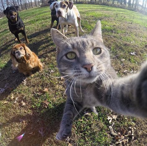 Manny the Selfie Cat A Cat, Dogs, Funny, Art