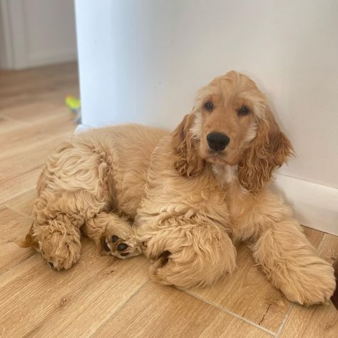 English Cocker, English Cocker Spaniel, Cocker Spaniel, Puppy Dog, Spaniel, Golden Retriever, Dogs And Puppies, Puppies, Dogs