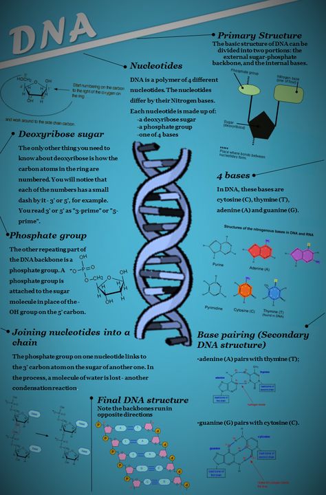 Dna Poster Project, Dna Infographic, Dna Lesson, Dna Cloning, Bio Project, Dna Drawing, Biology Book, Recombinant Dna, Biology Poster