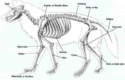 Bone Structure of a Wolf Wolf Skeleton, Skeleton Diagram, Canine Anatomy, Bear Skeleton, Human Skeleton Anatomy, Wolf Poses, Shadow Wolf, Skeleton Anatomy, Wolf Colors