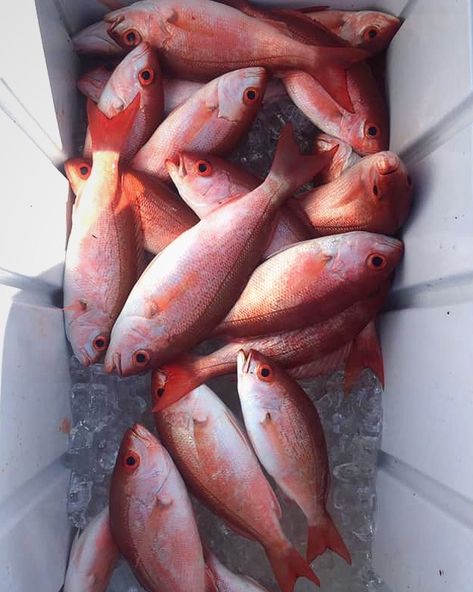 Wow, over 100 fish in 6 hours? See what you can catch when you book a charter with us! 🎣 🛥️ 🐟 🌊 No worries about cleanup either; our crew will get the fish ready and prepped before you leave! ... #caribemarina #marina #outcast #charter #charterfishing #fishingtrip #perdidopassfishing #fishingtrip #obafishing #snapper #vermillion #redfish #gulfcoast #gulfcoastfishing Snapper Fish, Red Fish, Gulf Coast, Fishing Trip, The Fish, No Worries, Fish, Canning