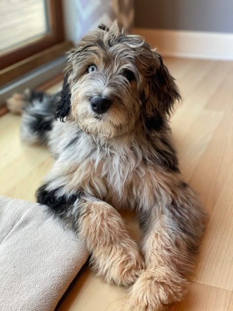 Aussie Doodle Puppy, Coat Types, Sable Coat, Doodle Puppy, Doodle Dog, Corgi Dog, Cute Dogs And Puppies, Cute Animal Photos, Labradoodle