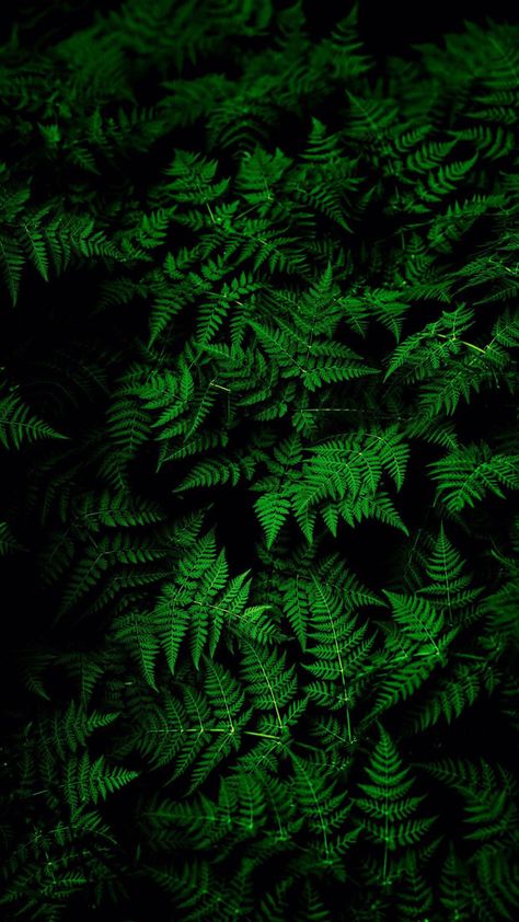 Green Leaves, Wallpapers, Green