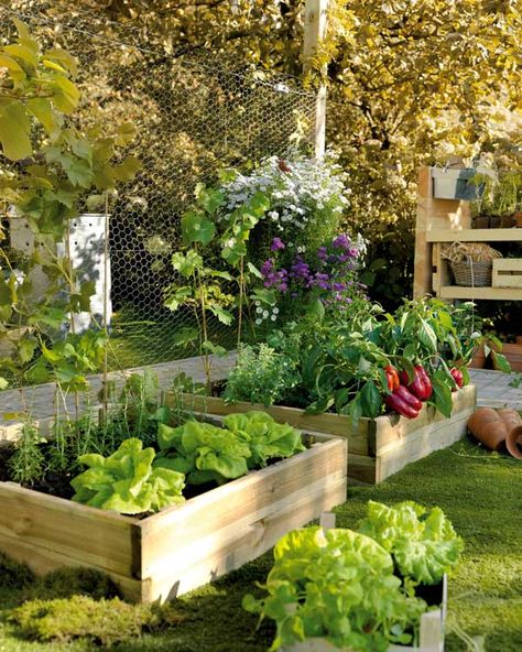 Vegetable Garden Planning, Perennial Herbs, Garden Layout, Green Garden, Raised Garden Beds, Raised Garden, Urban Garden, Herb Garden, Garden Planning