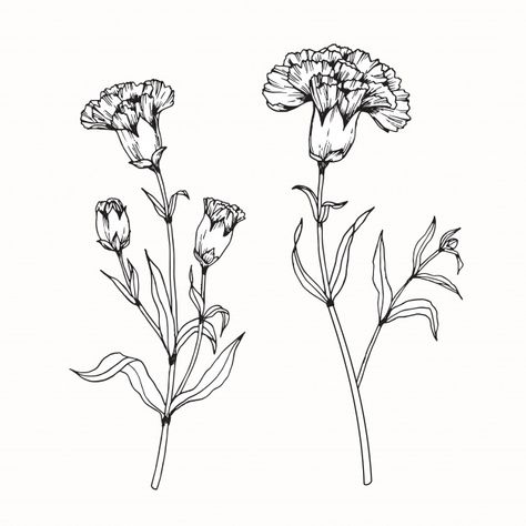 Carnation flower drawing illustration Pr... | Premium Vector #Freepik #vector #pattern #flower #wedding #vintage Carnation Drawing, Carnation Tattoo, Flower Line Drawings, Birth Flower Tattoos, Flower Sketches, Carnation Flower, Flower Tattoo Designs, Botanical Illustration, Flower Tattoos