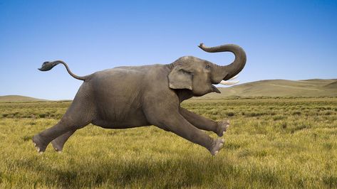 According to researcher John Hutchinson from the Royal Veterinary College in the U.K., adult elephants are capable of top speed running in a walk-like gait Elephant Puns, Animal Action, Riddles, Buddhism, Puns, Animals Wild, So Cute, Harry Potter, Elephant