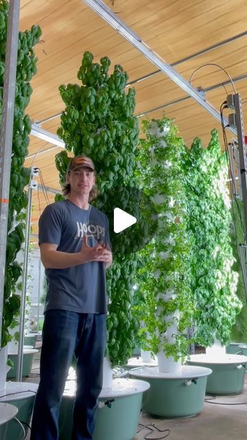 Agrotonomy on Instagram: "Aqua Garden is an indoor vertical farm located in Wisconsin, USA and features several hundred aeroponic towers that are integrated into an aquaponic system, where walleye fish play a vital role in providing nourishment to the crops. @aquagardenllc

#aquaponics #aeroponics #verticalfarming #agriculture #farming #soilless #aquaculture #hydroponics" Walleye Fish, Aqua Garden, Aquaponic System, Aqua Farm, Vertical Farm, Indoor Farming, Aquaponics Fish, Hydroponic Farming, Aqua Culture