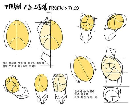 When drawing the chest area, think pf the ribs as some kind of egg shape. The side profile of the ribs are tilted slightly and ‘squished’ a little down. Point Character Drawing, Taco Drawing, Anatomy Tutorial, Body Drawing Tutorial, Human Anatomy Drawing, Manga Drawing Tutorials, Human Anatomy Art, Anatomy Sketches, Body Reference Drawing