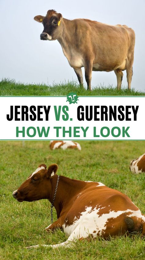 When it comes to these two cow breeds, the Guernsey cow has a size advantage over a Jersey. Medium-to-large framed, mature Guernsey cows can weigh up to 1,400 pounds (sows) and 2,000 pounds (bulls). #Jerseycows weigh in between 800 and 1,200 pounds when fully mature. They are one of the smallest dairy breeds, with small-to medium-frames. Their look is a bit more refined in the shoulders and head than #guernseycows Guernsey Milk Cows, Dairy Cow Breeds, Cow Breeds, Family Cow, Guernsey Cow, Milk Cows, Small Farming, Miniature Cows, Coast Of France