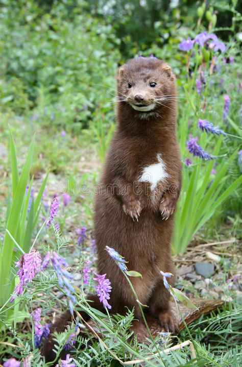 Mink Animal, Animal Tarot, Screen Printing Art, Cabin Art, Timber Wolf, Animal Species, Animal Photo, Ferret, Animal Kingdom