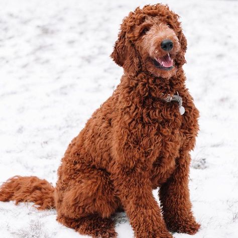 Types of Goldendoodle Colors - With Pictures! 17 Goldendoodle Colors, Red Doodles, Apricot Goldendoodle, Brown Goldendoodle, White Goldendoodle, Goldendoodle Black, Doodle Dog Breeds, Goldendoodle Haircuts, Red Goldendoodle