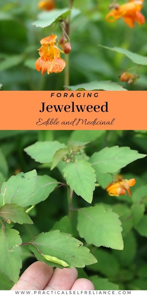 Jewelweed Recipes, Foraging Washington State, Jewelweed Benefits, Forage Crafts, Foraged Meals, Backyard Foraging, Fall Foraging, Medicinal Herbs Remedies, Urban Foraging