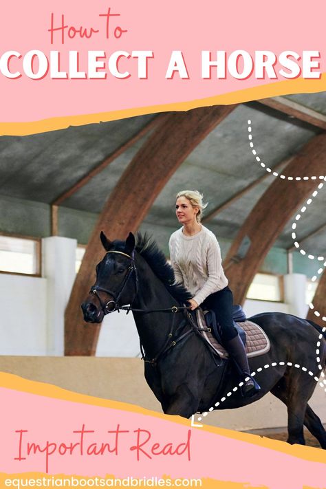 Horse Collection Exercises, Horse Riding Tips Jumping, Horse Riding Exercises, Horse Bonding, Lunging Horse, English Horseback Riding, Horse Training Ground Work, Therapeutic Horseback Riding, Centered Riding