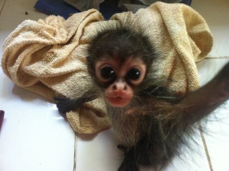 Funny Monkey Pictures, Silly Animal Pictures, Cute Monkey Pictures, Spider Monkey, Monkey Pictures, Funny Animal Photos, Pet Monkey, Monkeys Funny