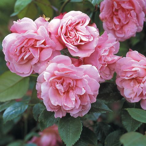 rosa chinensis 'Old Bush China' Pastel, Summer Border, Old Rose Color, Rooting Roses, Rose Foto, Rose Delivery, Rose Care, Heirloom Roses, China Rose