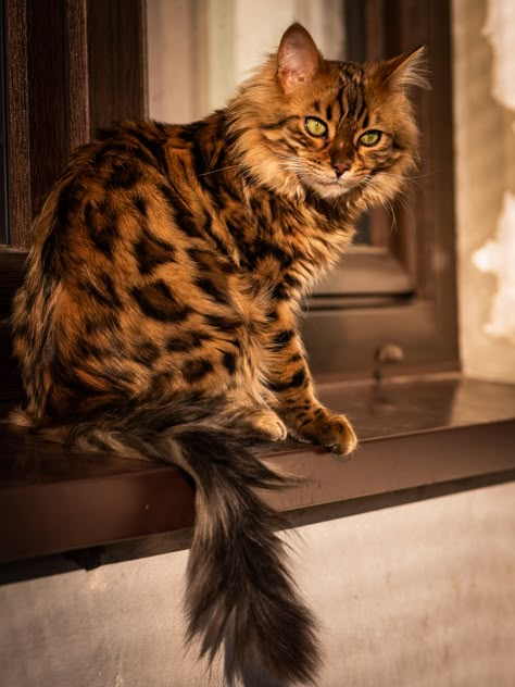 Bengal Cat Photography, Cashmere Bengal Cat, Cool Looking Cats, Bengal Cat Aesthetic, Cashmere Bengal, Bangle Cat, Unusual Cats, Bengal Cat Kitten, Toyger Cat