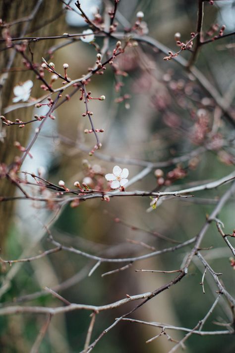 Coastal Background, Wallpaper Beach, Coastal Wallpaper, Spring Inspo, Spring Awakening, Garden Aesthetic, Spring Equinox, Spring Mood, Spring Photos