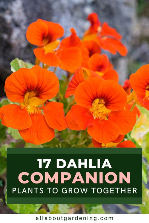 There are a number of different plant options for dahilas, depending on your garden goals. In this article, our certified master gardener looks at her favorite plants to companion plant with dahlias. Come take a look! Dahlia Container Ideas, Dahlia Companion Plants, What To Plant With Dahlias, Dahlias In Containers, Dalia Flower, Dahlia Care, Planting Dahlias, Garden Companion Planting, Garden Goals