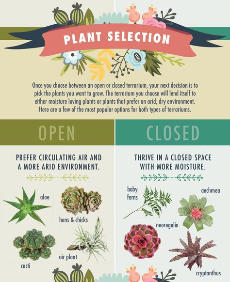 The best plants for open vs closed terrariums - Click for more terrarium tips. Closed Moss Terrarium, Good Plants For Terrariums, Terrarium Ideas With Crystals, Best Plants For Open Terrariums, Terrarium Ideas Closed, Mini Terrarium Plants, Plants For Open Terrarium, Diy Open Terrarium, Terrium Plants