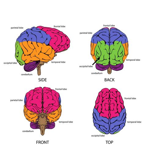 The Brain For Kids, Human Brain Parts, Brain Parts, Glial Cells, Occipital Lobe, Brain Size, Motor Planning, Frontal Lobe, Brain Facts