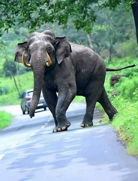 Kerala Elephant Photography, Spiritual Elephant, Elephant Anatomy, Elephant World, Male Elephant, Elephant India, Elephant Photography, Elephant Images, Wild Animals Photos