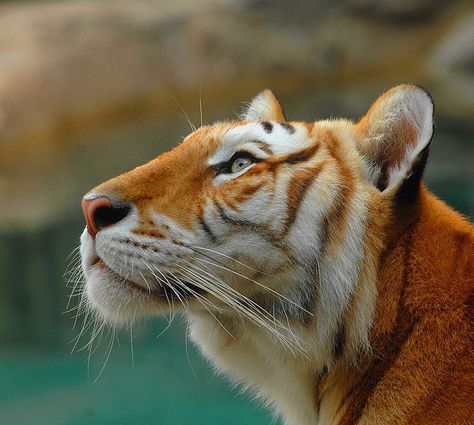 My fav tiger!! Golden Tabby!!! Golden Tabby Tiger, Golden Tabby, Golden Tiger, Cat Reference, Shiny Objects, Bengal Tiger, Concept Board, Pretty Animals, Majestic Animals