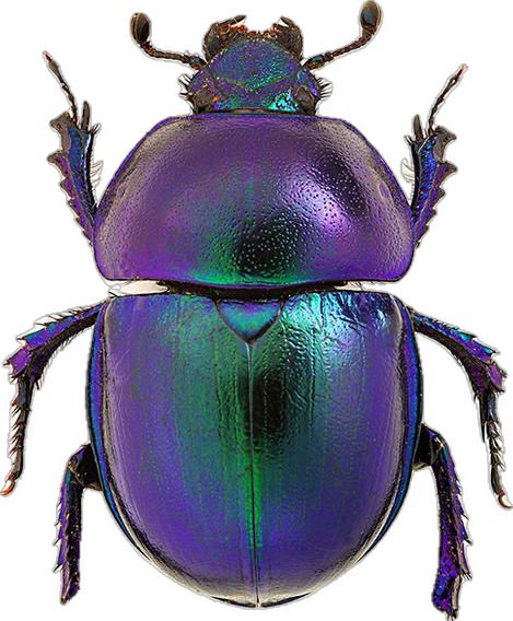 Good Luck Charms, Scarab Beetle, Luck Charms, Good Luck, Bugs, Around The World, Purple, Green, Bugs And Insects