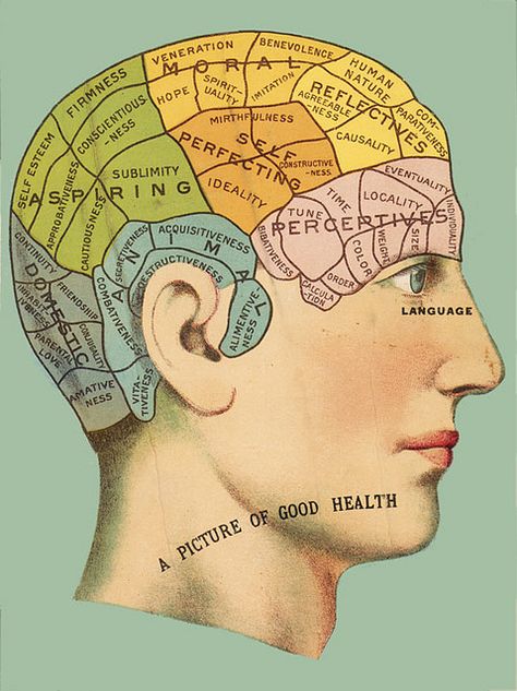 Phrenology Head Chart by Photo_History, via Flickr Phrenology Head, Arte Peculiar, Graphics Fairy, Vintage Medical, Picture Library, The Brain, Anatomy, Brain, Maine