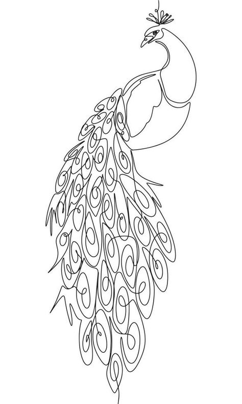 The peacock is sitting isolated on white background. One line continuous bird. Line art beautiful bird peacock, outline vector illustration. Peacock Sketch Simple, Peacock Line Tattoo, Peacock Feather Line Art, Peacock Line Drawing, Peacock Line Art, Peacock Outline Drawing, Peacock Drawing Images, Peacock Outline, Peacock Stencil