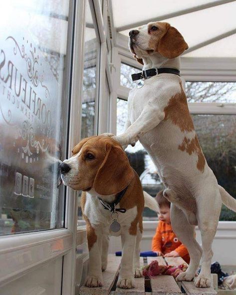 Beagle Facts, Beagle Breeds, Baby Beagle, Beagle Dogs, Pitt Bull, Beagle Puppies, Cute Beagles, Beagle Puppy, Beagle Dog