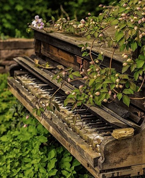 Glowworm Caves, Old Piano, Apocalypse Aesthetic, Old Pianos, Creation Photo, Green Country, Places In The World, Nature Aesthetic, Green Aesthetic