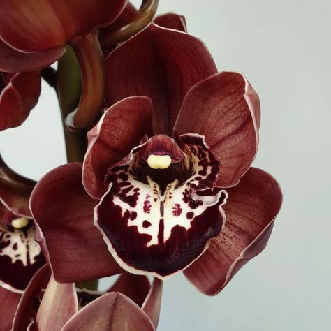 New Zealand Bloom Limited on Instagram: “We adore grand Cymbidium 'Tuscany' ! A strong stem full of circular blooms, an indulgent brown. In supply now!” Flowers Blooming Aesthetic, Bloom Aesthetic, Flower Brown, Brown Nature, Brown Flower, Nothing But Flowers, Brown Flowers, Flower Therapy, Pretty Plants