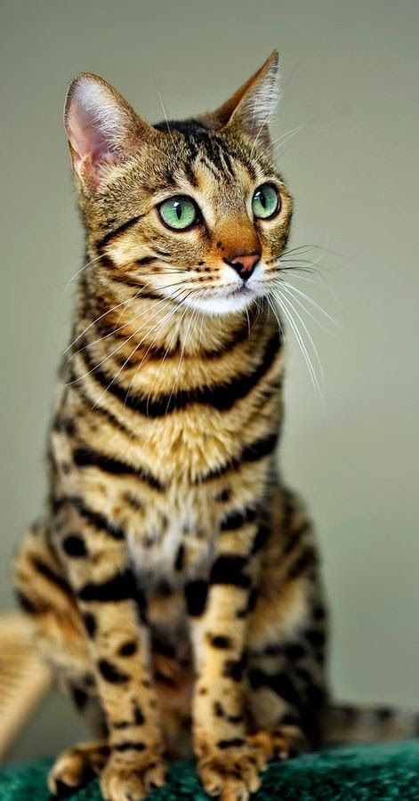 Gato Bengali, Söt Katt, Small Cat, Domestic Cat, Bengal Cat, Cat Sitting, Cute Kittens, Pretty Cats, Tabby Cat