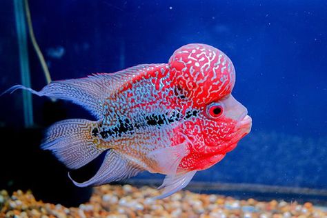 Cacing Tanah, Goby Fish, Ikan Air Tawar, Cichlid Fish, Pretty Fish, Aquarium Setup, Discus Fish, Fish Tank Accessories, Cool Fish