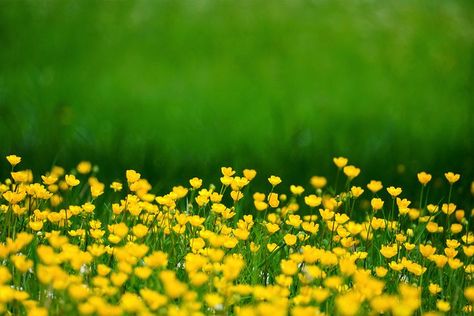 Discover and download free images Buttercup Flower, Time Photography, Digital Backgrounds, New Backgrounds, Download Free Images, Digital Background, Verse Of The Day, Flower Backgrounds, Types Of Plants