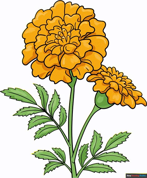 How to Draw a Marigold Featured Image Marigolds Drawing Easy, Marigold Flowers Drawing, Marigold Flower Drawing, Marigold Drawing, How To Draw Nature, Carnation Drawing, Flower Drawing For Kids, Nature Arts And Crafts, Nature Art Ideas