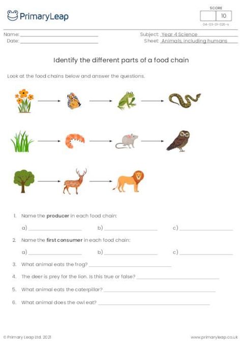 Digestive System Activities, Body Organs Diagram, Food Chain Activities, Food Chain Worksheet, Food Web Worksheet, Food Web Activities, Human Body Worksheets, Vertebrates And Invertebrates, Cloze Activity