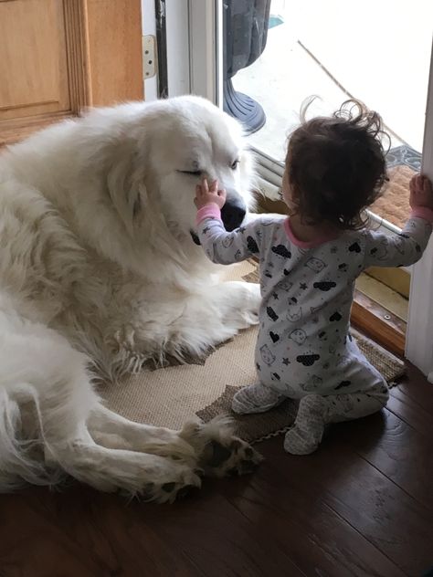 Cute Great Pyrenees, Great Pyrenees Aesthetic, Dog Family Pictures, Kitten Training, Great Pyrenees Puppy, Dogs Big, Big Dog Breeds, Great Pyrenees Dog, Service Dog Training