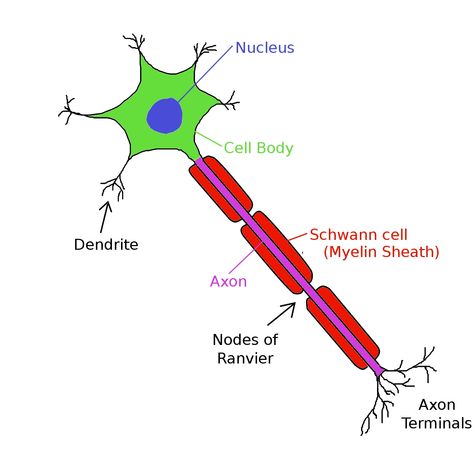 heart neurons | Motor Neuron Diagram Biochemistry Poster, Neuron Diagram, Medicine Anatomy, Action Potential, Cell Diagram, Science Diagrams, Sistem Saraf, Nursing 101, Biology Major