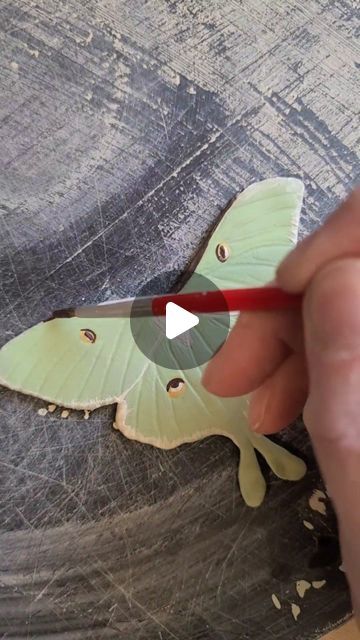 Kelsey Schroeder on Instagram: "Luna moth vase in process. I love getting to share my pottery making in the works! Lots more butterfly and moth designs in the works for June" Clay Moth, Moth Clay Art, Lunar Moth Painting Acrylic, Moth Ceramic, Luna Moth Ceramic, Polymer Clay Moth Tutorial, Clay Moth Mug, Pottery Sale, Lunar Moth