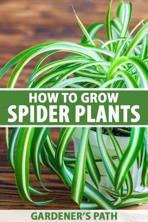 Spider Plant Care, Indoor Plants Styling, Household Plants, Spider Plant, Plant Care Houseplant, Plant Problems, Inside Plants, Growing Plants Indoors, Indoor Plant Care