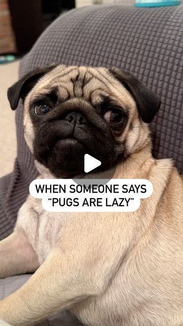 Pickles & Pancake on Instagram: "Psycho or napping. No in between  #pug #puglife #pugsofinstagram #puglover #pugoftheday #dogsofinstagram #zoomies" Fat Pug, Funny Pugs, Old Pug, Pug Funny, Baby Pugs, Pug Puppies, Pugs Funny, Pug Lover, Pug Life