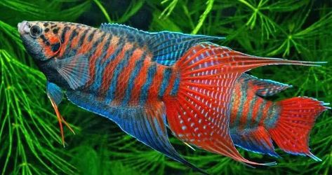 Tropical Fish Aquarium, Tropical Freshwater Fish, Fish Feed, Freshwater Aquarium Fish, Cool Fish, Saltwater Tank, Pet Fish, Exotic Fish, Aquatic Animals