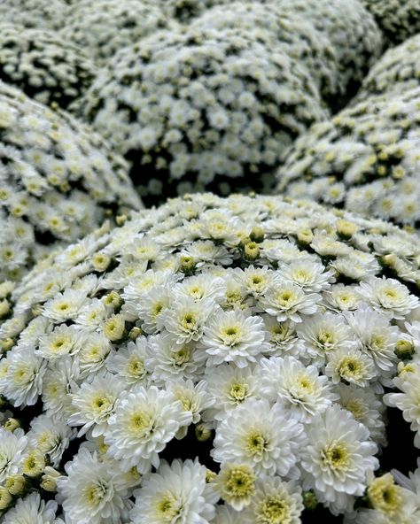 🤍 Elegant and timeless, white mums are the perfect touch for your fall garden! 🌸 Add a pop of brightness to your outdoor space with these beautiful blooms. Visit us and pick up your white mums today! #shoplocal #mums #garden #fall Mums Garden, White Mums, Fall Garden, Autumn Garden, Beautiful Blooms, Outdoor Space, Pick Up, White, Quick Saves